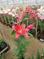 [5312 Bacardi VWS No01.JPG]